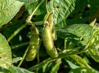 Soybean closeup