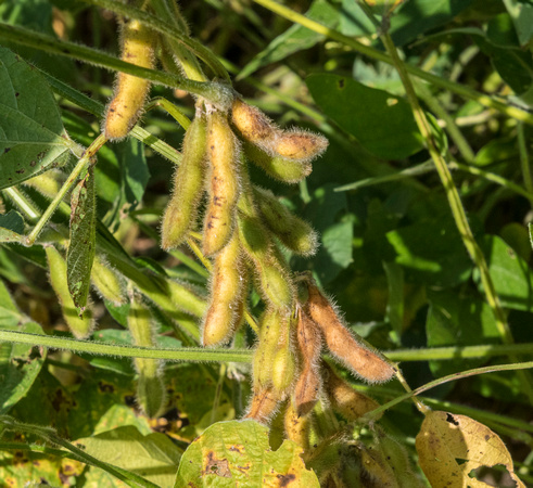 Soybeans